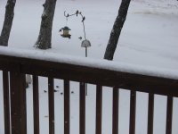 SnowFeb2011-03.jpg