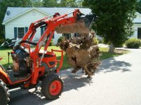 triple Ash stump.jpg