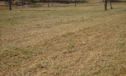 Grass Planting Question.jpg