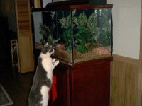 6-94138-Bugsy.JPG