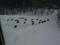 398890-Turkeys in driveway.jpg