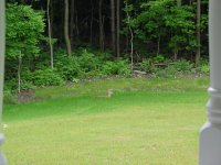 398892-Fawn in the yard.jpg