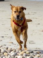 442045-wilson_cuttyhunk_running_sm.jpg