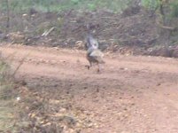 533721-turkeys.jpg