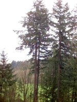 8-95179-tree_0011.jpg