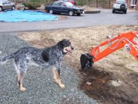 400042-dog.JPG