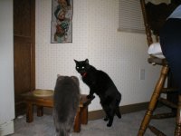 352950-Cats.JPG