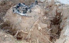 400194-stump-1.jpg