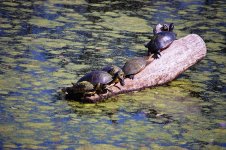 Turtles2 2-27-11.JPG