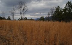 Before mowing 3-11.jpg