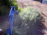 back-hoe-weeds-3e.jpg