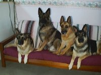 4shep.jpg