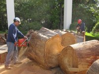 cutting wood.JPG