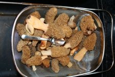 Morels_001.JPG