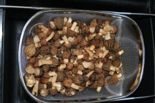 Morels_007.JPG