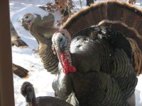 turkey in the snow 2011 007.jpg
