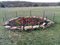 TulipBed.jpg
