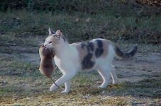 Kitty Mouser - gopher 11-3-07.jpg