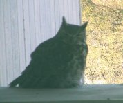 owl-1-e.jpg