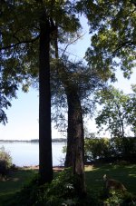 09052009_06 Black Walnut.jpg