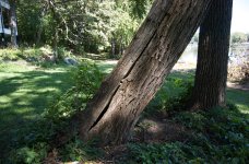 09052009_06 Black Walnut 2.jpg