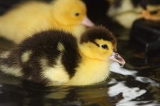 Muscovy Heaven.jpg