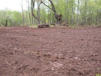 orchard2.JPG