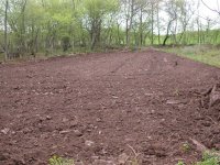 orchard3.JPG