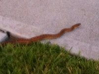 Carole_snake.jpg