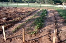 growingradishes.jpg