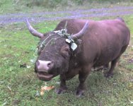Bullwinkle 001.jpg