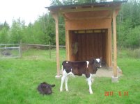 Calf&Shed 011.jpg