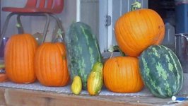finalharvest.jpg