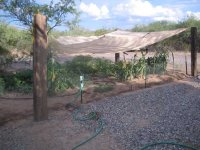 garden 2.jpg