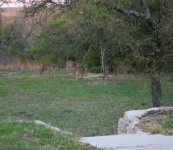 Deer1.jpg