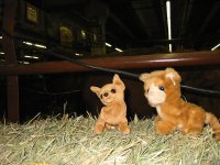 2009 NW Stock Show 054.jpg