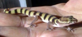 b-lizard-2.jpg