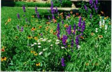 312084-wildflowers.jpg