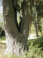 312434-willow trunk.jpg