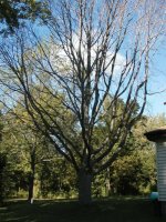 312438-dead tree.jpg
