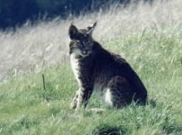 8-35519-Bobcat.jpg