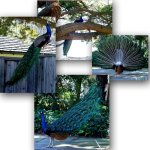 8-35543-Peacock.jpg