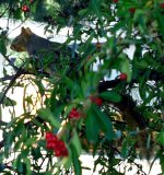 8-35547-Squirrel.jpg