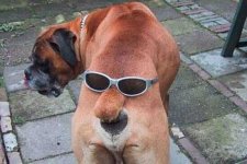 35-166678-dogbutt.jpg