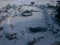 6-96153-koipondfrozen.JPG