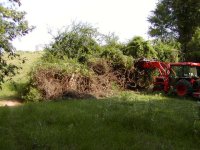 492164-4 lot of vines.JPG