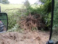 492165-5 few trees mixed in.JPG