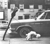 354041-dog_and_parking_meter.jpg