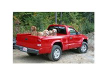 354058-Dogs in new truck.JPG