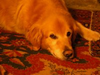 354059-Fiddy closeup.JPG